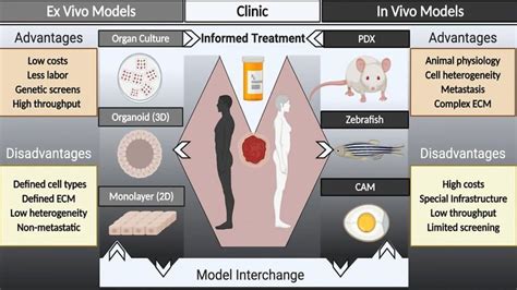 Using Improved Patient Derived Tumor Models To Personalize Cancer Care