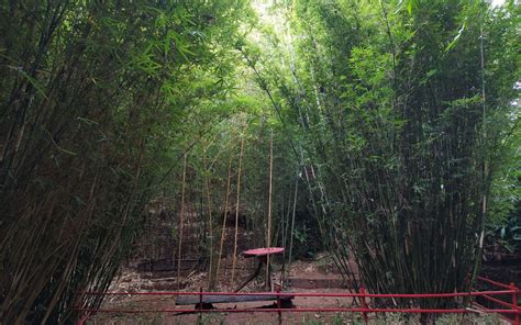 Bamboo Sanctuary Baguio How To Go This Eco Park Forest