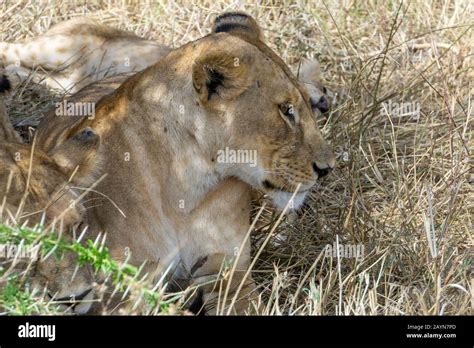 Portrait Of An African Lioness Panthera Leo In Serengeti National