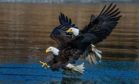 The Art of Wildlife Photography Photo Contest Winners Blog - ViewBug.com