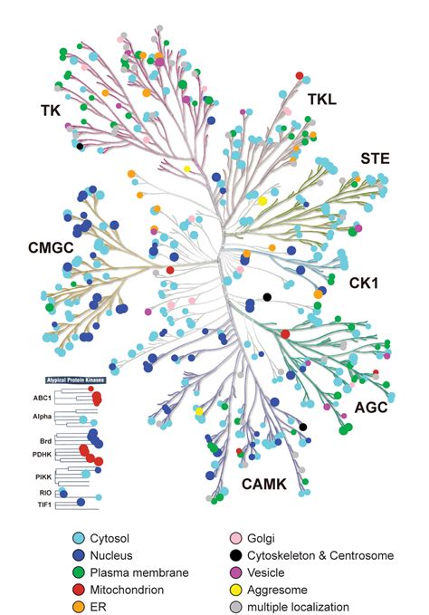 Kinome Atlas Cell Image Library