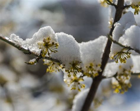 Dogwood tree and snow stock image. Image of green, season - 113052333