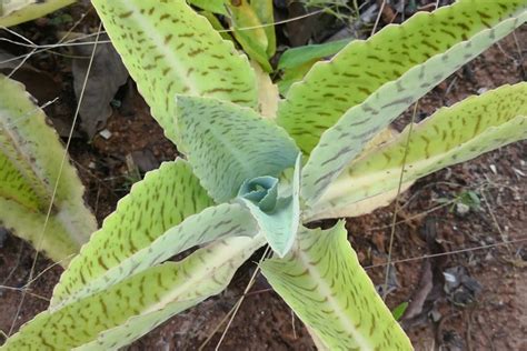 Planta Oreja De Burro Cómo Cuidar Del Gastonis Bonnieri Plantado