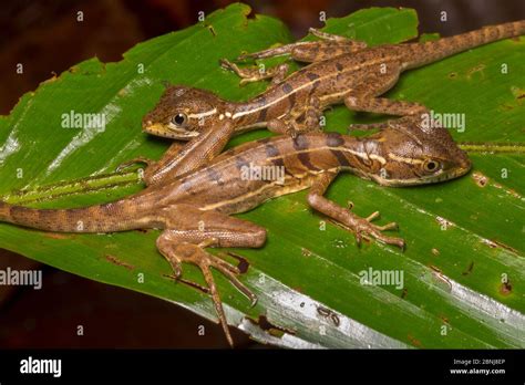 Common basilisk lizard (Basiliscus basiliscus) two juveniles on leaf ...