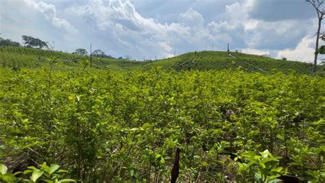 El área Sembrada Con Coca En Colombia Llega A 230 000 Hectáreas Y Alcanza Su Máximo Histórico