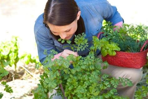 Como Cultivar Ervas Aromáticas no Seu Quintal