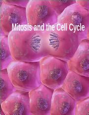 Mitosis And The Cell Cycle Ppt Mitosis And The Cell Cycle Learning