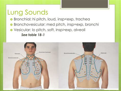 Ppt Respiratory Assessment Nurs 113 Powerpoint Presentation Id2159691