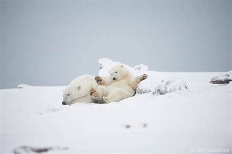 Polar Bear Sow And Cub Lying Together In The Snow Alaska Carl