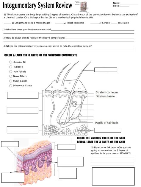 Integumentary System Labeling Worksheet