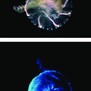 (PDF) Bioluminescence and the Pelagic Visual Environment