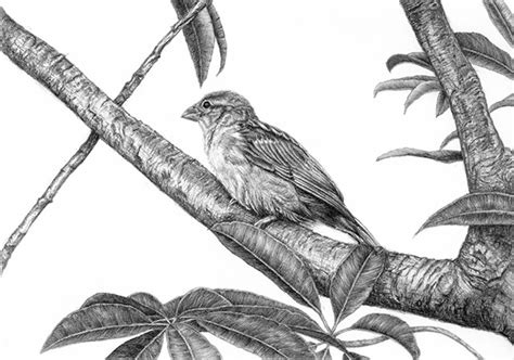 Birds - pencil drawings - 3 on Pantone Canvas Gallery