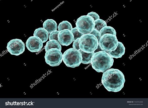 Chlamydia Trachomatis Bacteria D Illustration Causative Stock