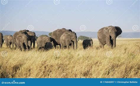 Shot of an Elephant Herd in Serengeti Np Stock Image - Image of animal ...