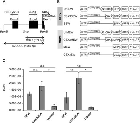 Schematic Representation Of Lentiviral Vectors Used In This Study A