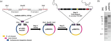 Scielo Brasil Heterologous Expression Of A Putative Clpc Chaperone