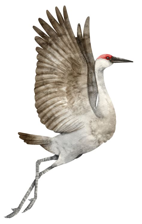 Crane Bird Clipart Transparent Png Hd White Crane Bird Off