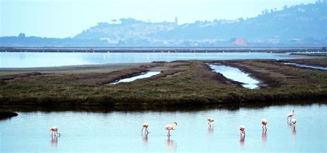 Come Visitare La Riserva Naturale Diaccia Botrona La Pampa