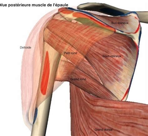 Anatomie de l épaule comment fonctionne l épaule par l Unité de