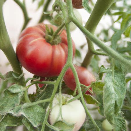 Cultivar Un Huerto De Tomate En Casa Consejos Trucos