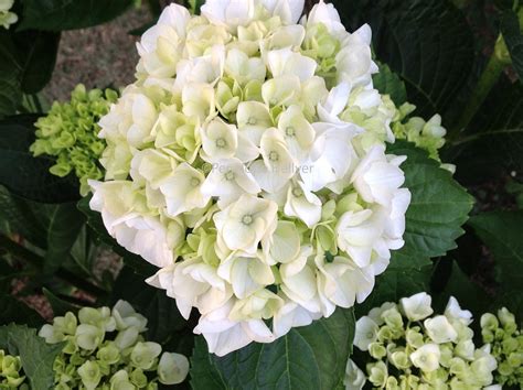 Penelope S Hellyer - Author: The White Hydrangea