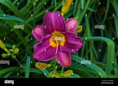 Purple Stella Doro Daylily Hemerocallis Stock Photo 86435779 Alamy