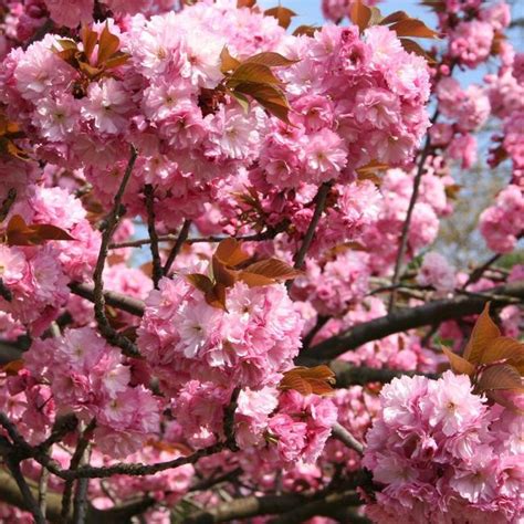 Kwanzan Cherry Tree - EZ Growing Plants