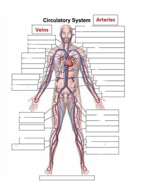 6 Blood Vessels Diagram Labeled NoleneLaughlin