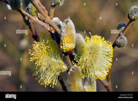 Pussy Willow Goat Willow Great Sallow Salix Caprea Blooming Male Willow Catkins Germany