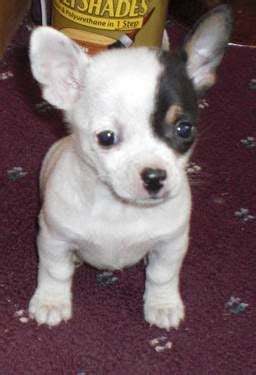 French Bulldog Chihuahua Mix Puppies - Pets Lovers