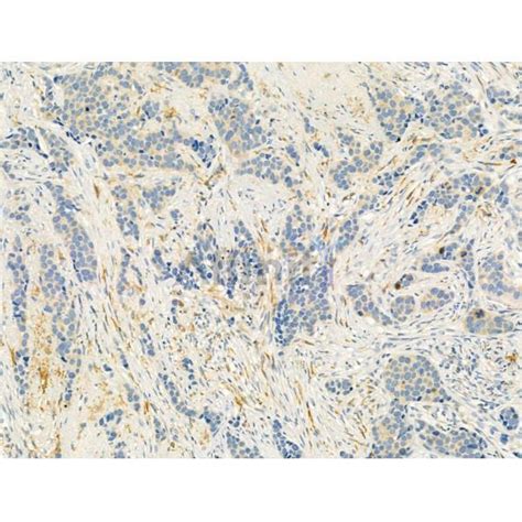 Phospho Enos Ser1177 Antibody Affinity Biosciences Ltd亲科生物官网