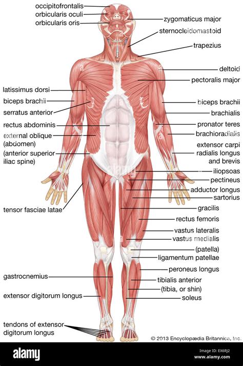 Vista Anterior Del Sistema Muscular Humano Fotografía De Stock Alamy