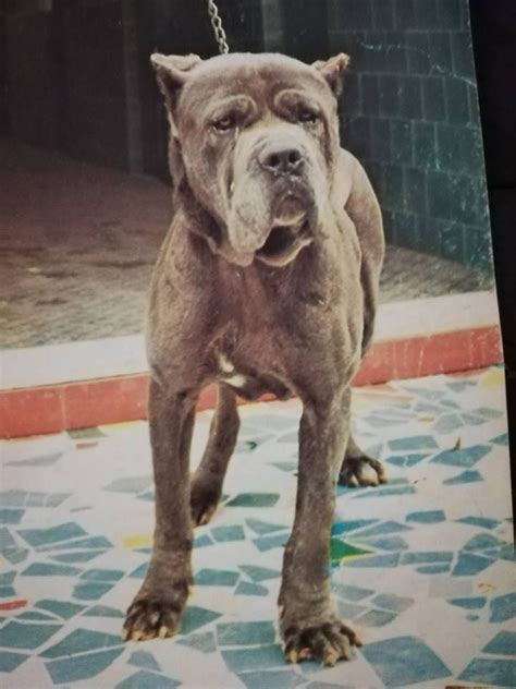 The Italian Champion Of Mastino Napoletano Febo Di Villa