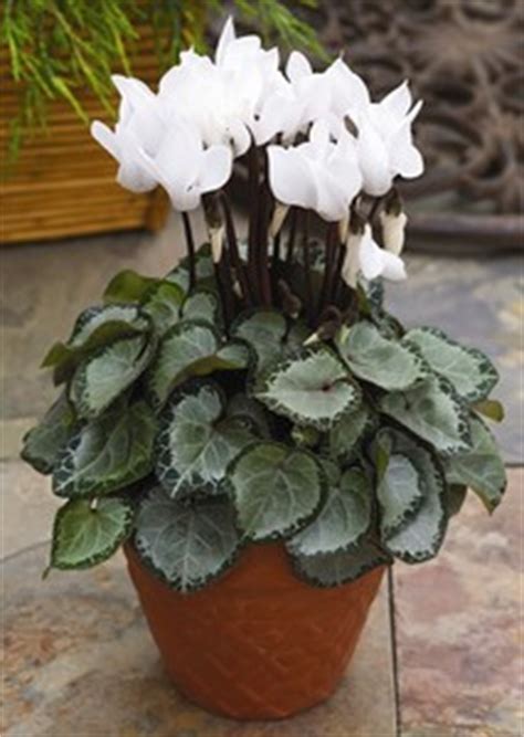 Cyclamen: Cyclamen Persicum, 'Silverheart(TM) White'