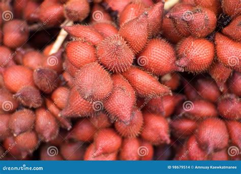 Fresh Salacca Zalacca Or Salak Fruits In The Salak Tree Garden Fruits