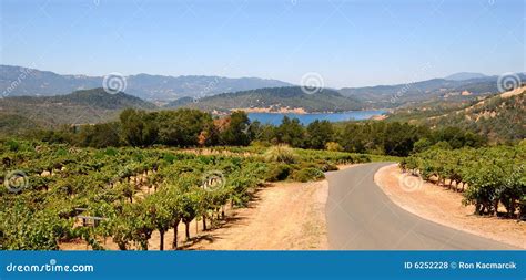 Napa Valley Vines And Mountains Stock Photo Image Of Rows Organic