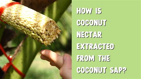 This Is How Our Nectar Is Extracted From The Coconut Sap 🌴