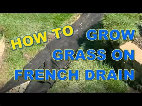 How to Grow Grass on a French Drain Yard Drain - YouTube