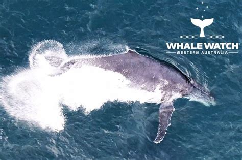 Augusta Whales Whale Watch Western Australia