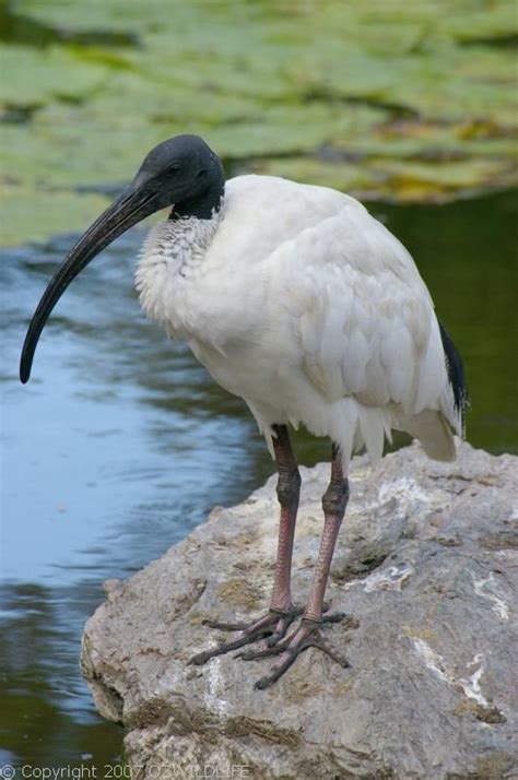 Australian White Ibis (Threskiornis molucca)