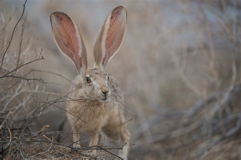 Jackrabbit | Sean Crane Photography