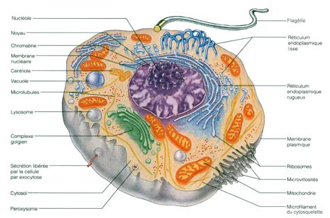 L Anatomie Et Les Fonctions Des Cellules