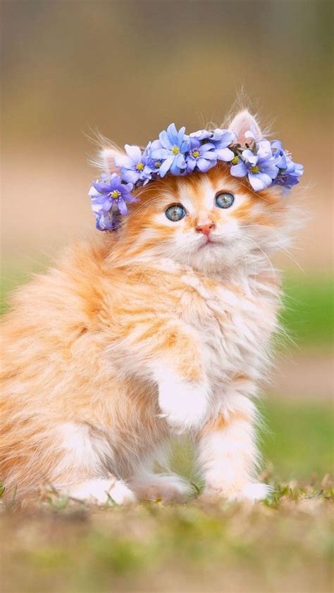 Cute Kitten With Adorable Flower Crown Cute Cats And Kittens Kittens Cutest Cute Cats