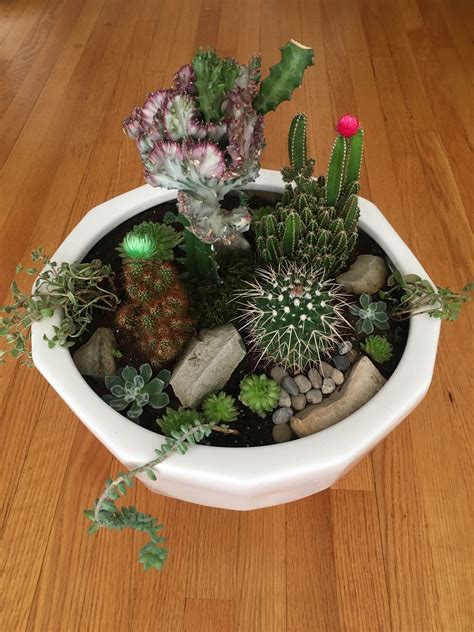 Live Succulent And Cactus Arrangement Pink Cactus And Succulents In White Ceramic Bowl Cactus