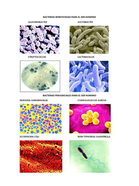 Bacterias Beneficiosas Para El Ser Humano Pdf