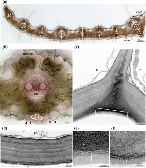 Analysis of the leaf anatomical parameters. a Transverse section of the ...