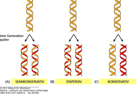 Molekularbiologie Der Zelle Teil Dna Replikation Darwinator