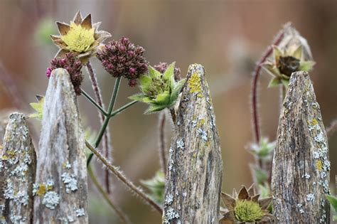 Plante Prietene In Gradina E Simplu