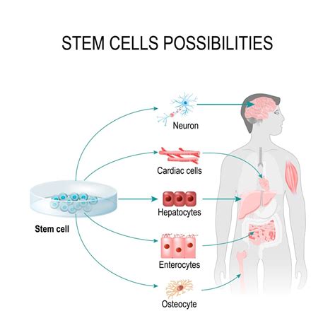 Can Stem Cells Help Rejuvenate Brain Cells and Tissue?