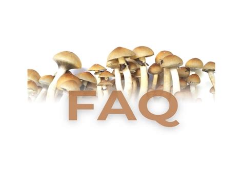 Growkit Faq Alle Deine Fragen Zum Anbau Deiner Eigenen Magic Mushrooms